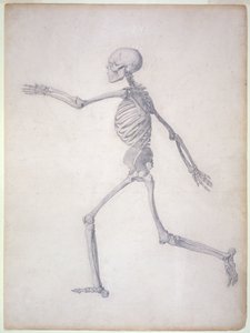 The Human Skeleton, Lateral View, from the Series 